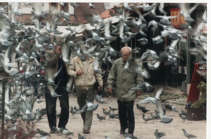sarajevo pigeons